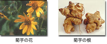 菊芋の花と菊芋の根