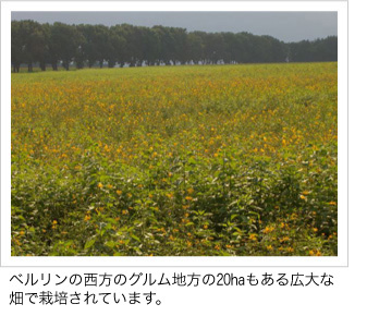 菊芋商品通販キクイモ専門/菊芋普及会